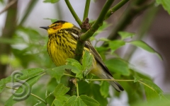 Cape May Warbler