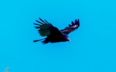 Turkey Vulture